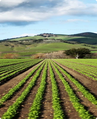 A field of crops, a representation of the agriculture industry